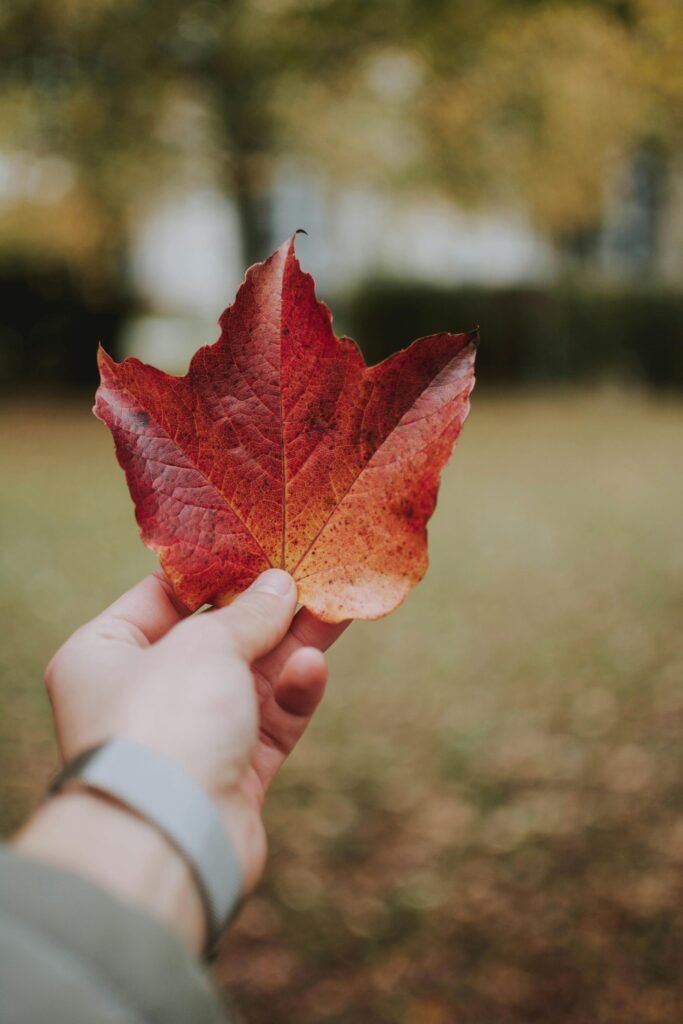 A close-up of a hand holding a vibrant red maple leaf, capturing the essence of autumn.